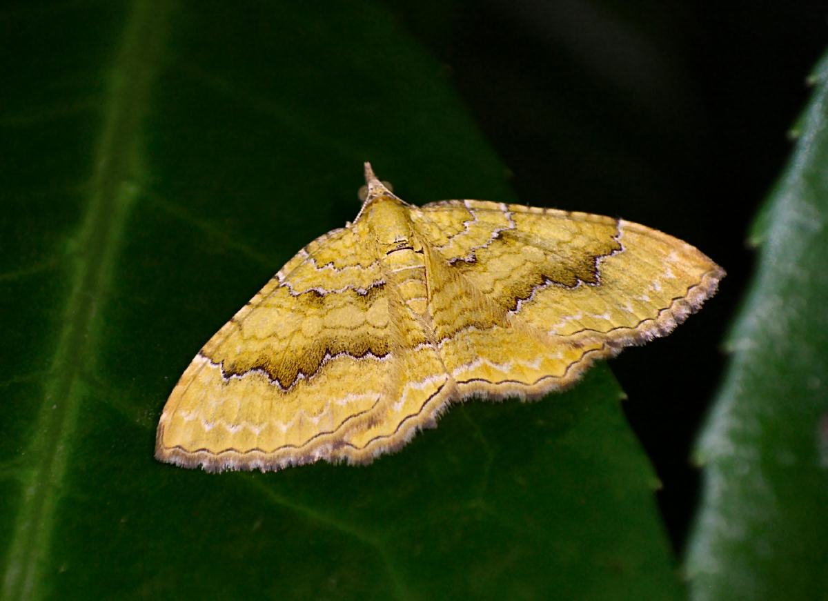 Camptogramma bilineata  da confermare